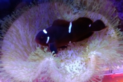 fish-maroon-clown-bedding-in-leather-coral-004