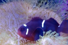 fish-maroon-clown-bedding-in-leather-coral-005