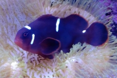 fish-maroon-clown-bedding-in-leather-coral-006