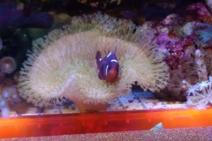 fish-maroon-clown-bedding-in-leather-coral-008