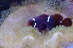 fish-maroon-clown-bedding-in-leather-coral-009