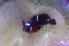 fish-maroon-clown-bedding-in-leather-coral-010