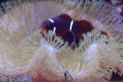 fish-maroon-clown-bedding-in-leather-coral-011