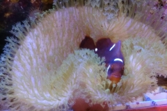 fish-maroon-clown-bedding-in-leather-coral-012