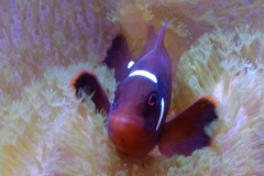 fish-maroon-clown-bedding-in-leather-coral-013