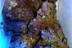 live-rock-florida-reef-15lb-001