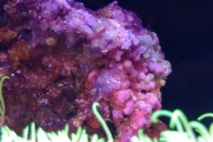 live-rock-florida-reef-cycled-001