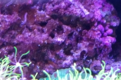 live-rock-florida-reef-cycled-002