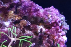 live-rock-florida-reef-cycled-003