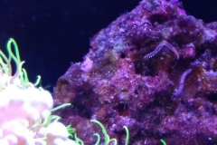 live-rock-florida-reef-cycled-004