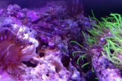 live-rock-florida-reef-cycled-005