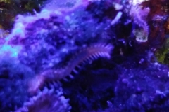 reef-worm-red-on-live-rock-001
