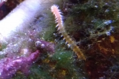 reef-worm-red-on-live-rock-002