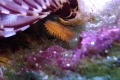 reef-worm-red-on-live-rock-003