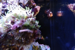 reef-worm-red-on-live-rock-004