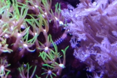 reef-worm-red-on-live-rock-005