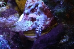 reef-worm-red-on-live-rock-006