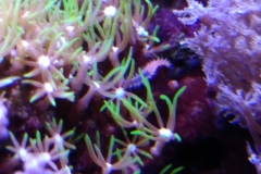 reef-worm-red-on-live-rock-007