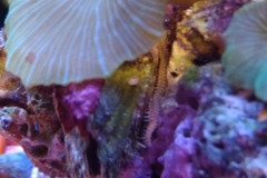 reef-worm-red-on-live-rock-008