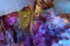 reef-worm-red-on-live-rock-009