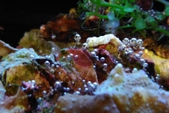 air-bubbles-trapped-in-red-hair-algae-001