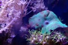 baby-snails-on-coral-mushroom-001