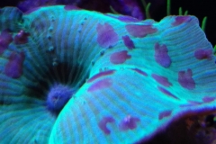 baby-snails-on-coral-mushroom-002