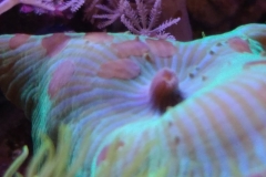 baby-snails-on-coral-mushroom-003