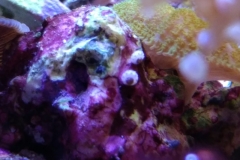 eggs-with-embryonic-life-001