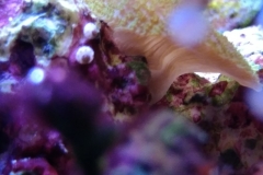 eggs-with-embryonic-life-002