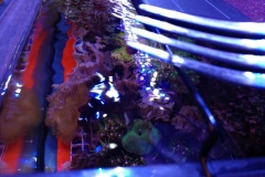 feeding-frozen-fish-food-005