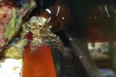 fish-clown-attacking-goby-001