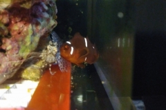 fish-clown-attacking-goby-002