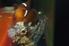 fish-clown-attacking-goby-003