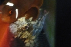 fish-clown-attacking-goby-004