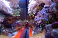 infected-coral-branch-001