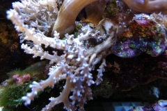 infected-coral-branch-002