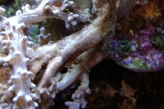 infected-coral-branch-003