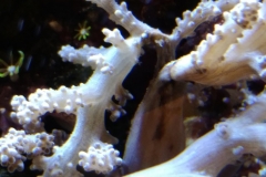 infected-coral-branch-004