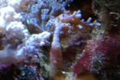 infected-coral-branch-005