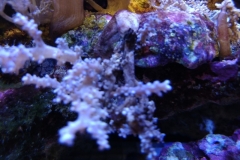 infected-coral-branch-006
