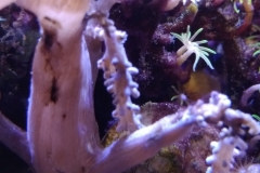 infected-coral-branch-007