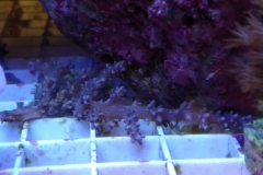 infected-coral-branch-008