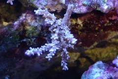 infected-coral-branch-009