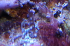 infected-coral-branch-010