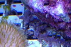 infected-coral-branch-011