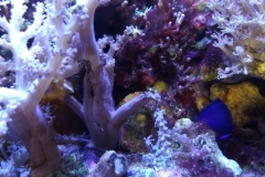 infected-coral-branch-012