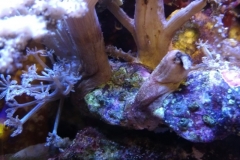 infected-coral-branch-013
