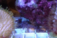 infected-coral-branch-014