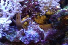 infected-coral-branch-015